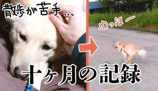 ゴーゴーお散歩つづらちゃん！【ビビリの保護犬が散歩を好きになっていく過程】