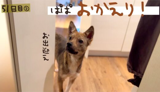 パパおかえり！お出迎えしてくれました 牧場に捨てられてた犬との生活51日目②