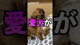 犬があなたに話しかけている行動 #shorts