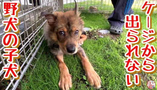 【子犬　保護犬　子猫】野犬の子犬 　ケージから出られない