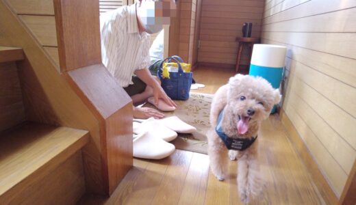 半年ぶりにパパさんの実家へ行ったら兄犬の歓喜が溢れて止まらなかった【トイプードル】