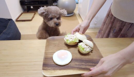 犬も食べれる月見バーガーを作ったら過去一の食いつきでした！【トイプードル】