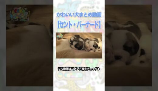 【ちょい見せ】かわいい犬まとめ動画：セント・バーナード🐶　#shorts