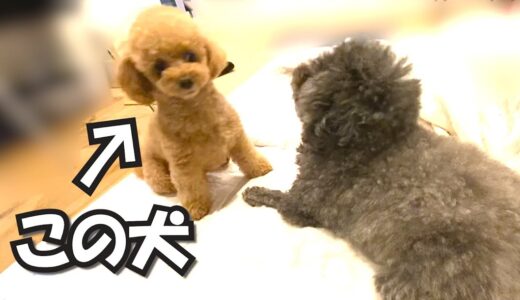 とんでもない技を持つ犬がこちら