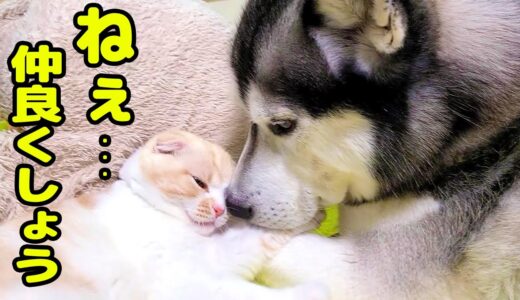 子猫に構ってほしくて、ずっと話かける育ての親ハスキー犬...初めの1ヶ月