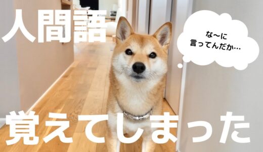 犬が人間の言葉を理解しているのが分かるシーンを集めてみた