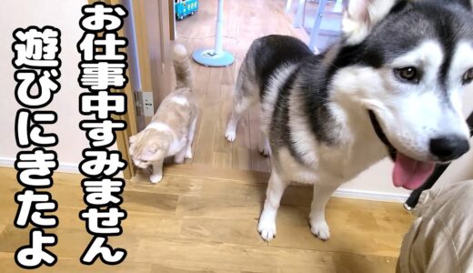 仕事中に甘えん坊の子猫とハスキー犬の訪問に困ってます...笑