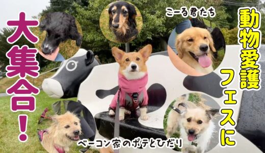 大好きなYouTuber犬が大集合しました！｜ワンコまみれで圧倒されるコーギー