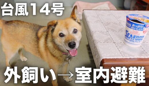 長年外飼いだった愛犬コロちゃんを室内に避難させた反応がこちらです