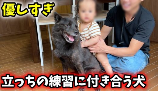 赤ちゃんのつかまり立ち練習に付き合う犬が優しすぎた