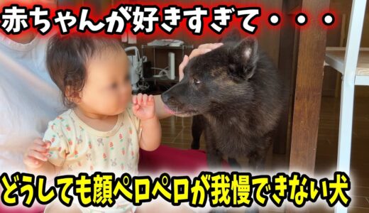 どうしても顔ペロペロが我慢できない甲斐犬の一休さん