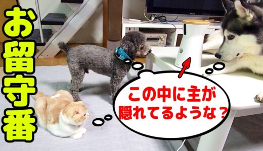 新型Furboがきたので犬と猫のお留守番を隠し撮りしてみたら...