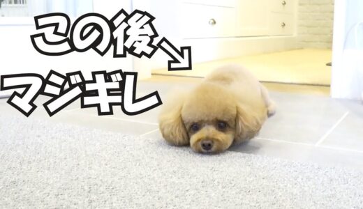 弟犬の奇行にブチギレた犬【お姉の奇行もあり】