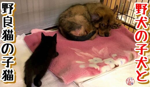 【子犬　保護犬　子猫】野犬の子犬と野良猫の子猫