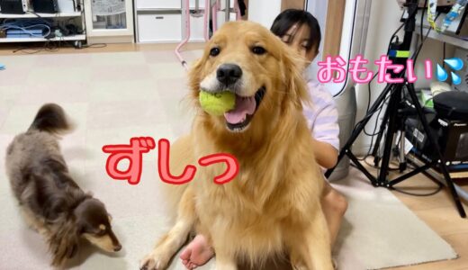 自分の体が小型犬のように小さいと思い込んでいる大型犬の甘え方【ゴールデンレトリバーとミニチュアダックスフンド】