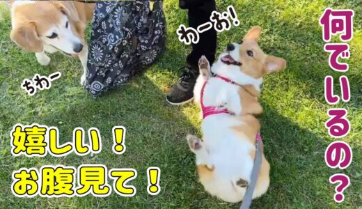 公園に居るはずのない先輩犬とおばあちゃんがいて、嬉しくなっちゃったコーギー