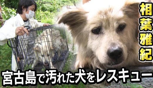 【相葉雅紀】宮古島で保護犬をレスキュー！毛玉だらけの汚れた体をキレイにして新しい飼い主さんへ【トリミング】