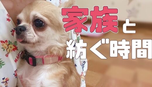 【保護犬】私たちの手に届かない宝物のような時間・・「vol 251」