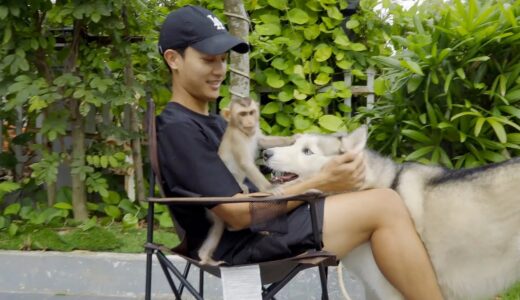 面白いハスキー犬と保護小猿のじゃれ合い