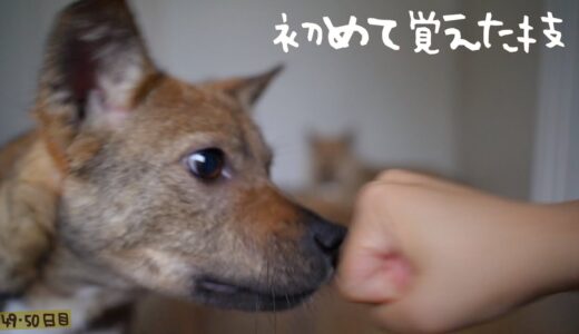 チャーリーが鼻タッチを覚えてくれました！／牧場に捨てられてた犬との生活49日目