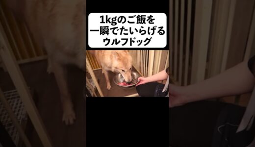 【速すぎ!】1kgのご飯を一瞬でたいらげる狼犬【フルverは概要】#shorts