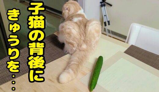 子猫の背後にきゅうりを設置してみると…笑