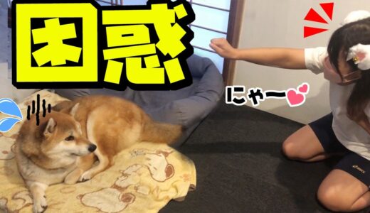 犬娘と猫耳のママにドン引きする柴犬姉妹