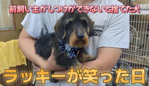 【保護犬譲渡】しつけができないと言われ捨てられた犬。優しそうな里親さんに迎えられました。