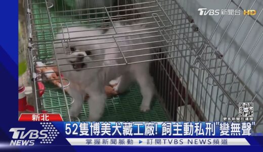 52隻博美犬藏工廠! 飼主動私刑「變無聲」｜TVBS新聞