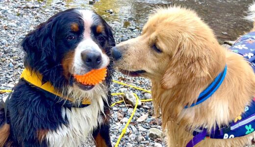 飼い主を亡くした老犬バーニーズと来れるのはこれが最後かもしれません