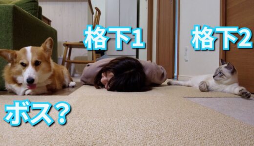 【犬社会】我が家の上下関係【コーギー犬】