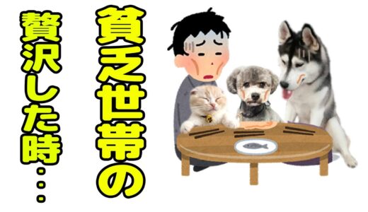 犬と猫の貧乏世帯がこっそり贅沢してしまった...