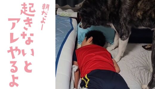 秋田犬流の朝の起こし方｜PECO