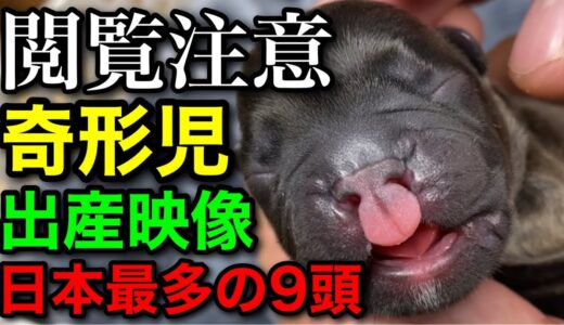 【犬の出産映像】9頭の子犬が産まれたが奇形児だった