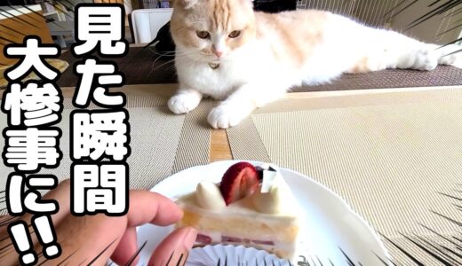 子猫とハスキー犬達が眠ったのでこっそりケーキを食べようとしたらこうなった...