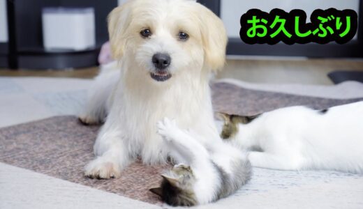 久しぶりに猫の世界に戻った犬のチェリーとベリーちゃんの反応がこちらです。