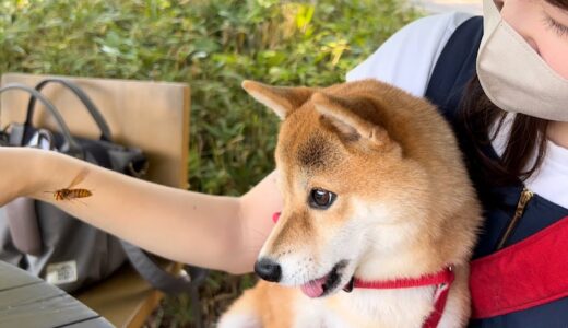 旅行先で大嫌いなスズメバチに襲われて震えが止まらなくなった柴犬