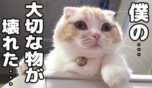 犬に一番お気に入りのおもちゃを壊されて怒って拗ねちゃった子猫がこちら…