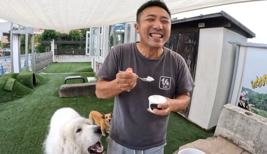 頂いた犬用アイスを試食したら空いた口が塞がらなくなった愛犬です