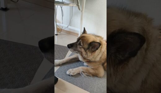 犬のムーちゃん「暇だから遊んで～♪」