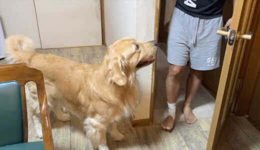 負傷した足で大型犬との散歩へ臨む男がいる【ゴールデンレトリバー】