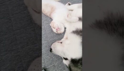 朝寝坊した子猫とハスキー犬が抱き合ってた 笑…