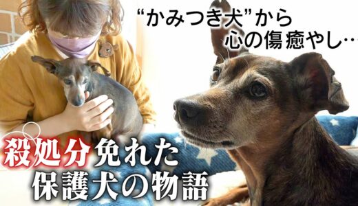 殺処分免れた保護犬「しいたけ」の物語　”かみつき犬”から心の傷癒し…小さな命を救ったのは