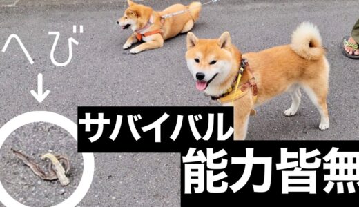 室内犬２年目の柴犬は、サバイバル能力が皆無になりました