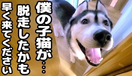 最愛の子猫が脱走したと思い必死で探し回るハスキー犬がこちら…