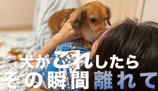 犬がこれしたら、その瞬間離れてください。