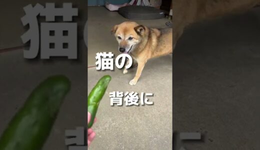 犬の背後にきゅうりを設置すると飛び跳ねるのか検証してみた。#shorts