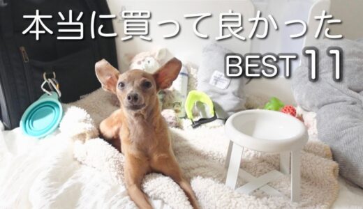 【犬用グッズ／2022】子鹿犬の為に買って良かったものBEST11【ミニピン／元保護犬】