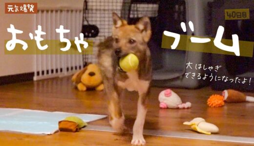 牧場に捨てられてた犬との生活40日目「持ってこい」ができた！