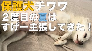 保護犬チワワ  ２度目の夏はすげー主張してくる！